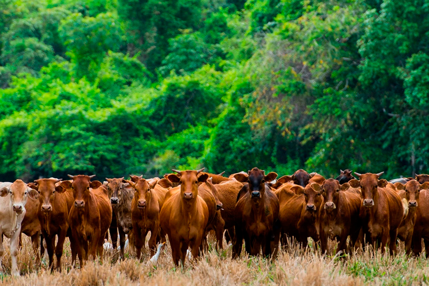 União Europeia interdita importações de carne e animais do Brasil