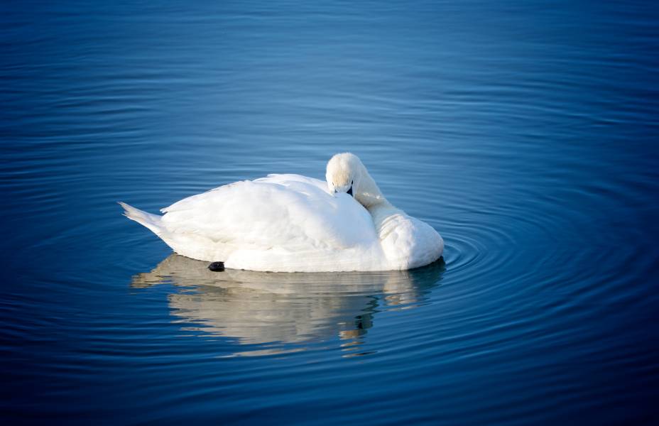 Cisne dormindo