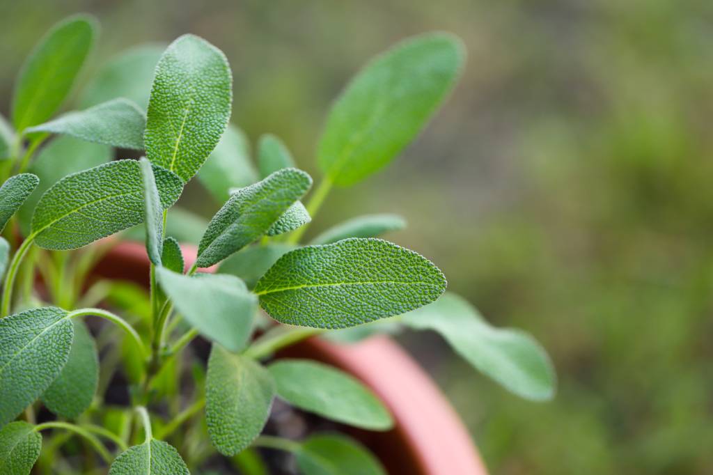 Growing sage Growing sage
