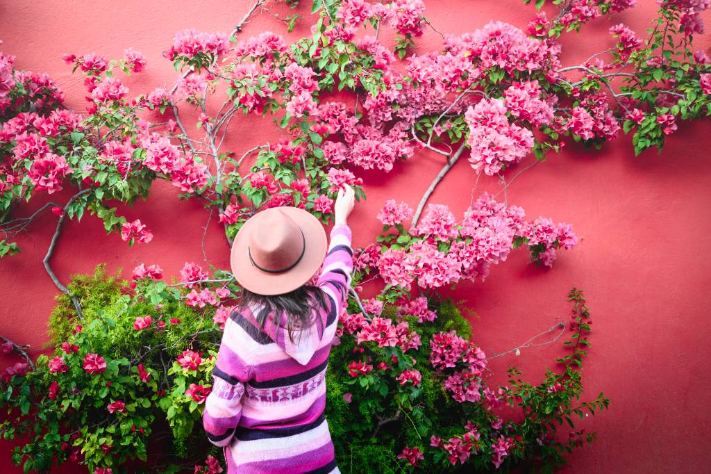 Tourist admiring bougainvillea flowers climbing on red wall, San Miguel de Allende, Mexico Flexível, a Bougainvillea pode sobreviver em pequenos vasos ou cobrir fachadas inteiras, um charme de cores - --