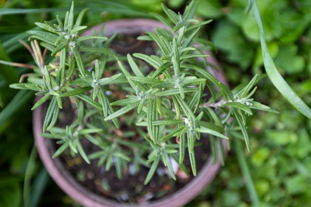 Top view of rosemary plant growing outdoors in a pot Inúmeros benefícios, perfume e muito saber. O alecrim tem tudo para sobreviver aos dias mais quentes - --