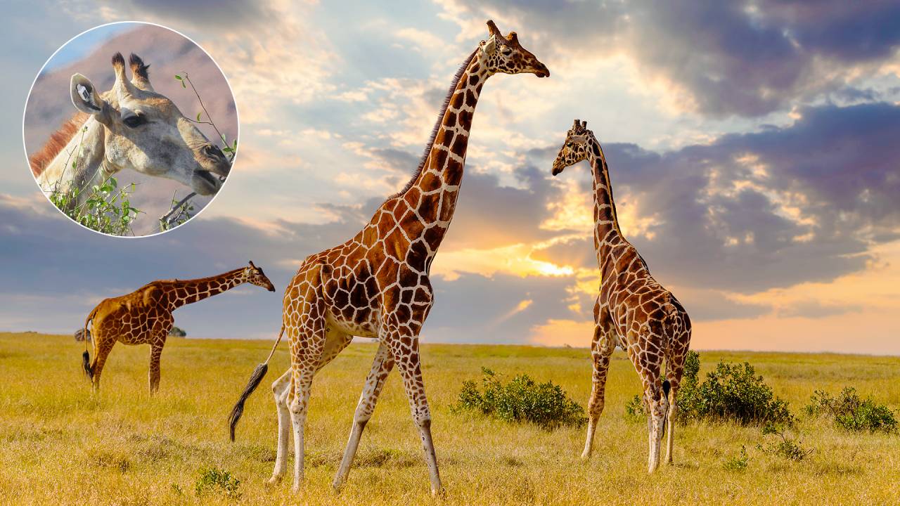 NATUREZA - Os mamíferos no Quênia (abaixo) e o dispositivo na orelha: zelo