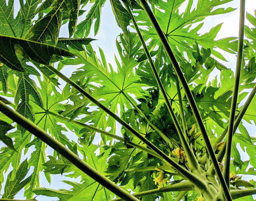 Viagem ao redor do jardim (ou o que aprendemos com as plantas)