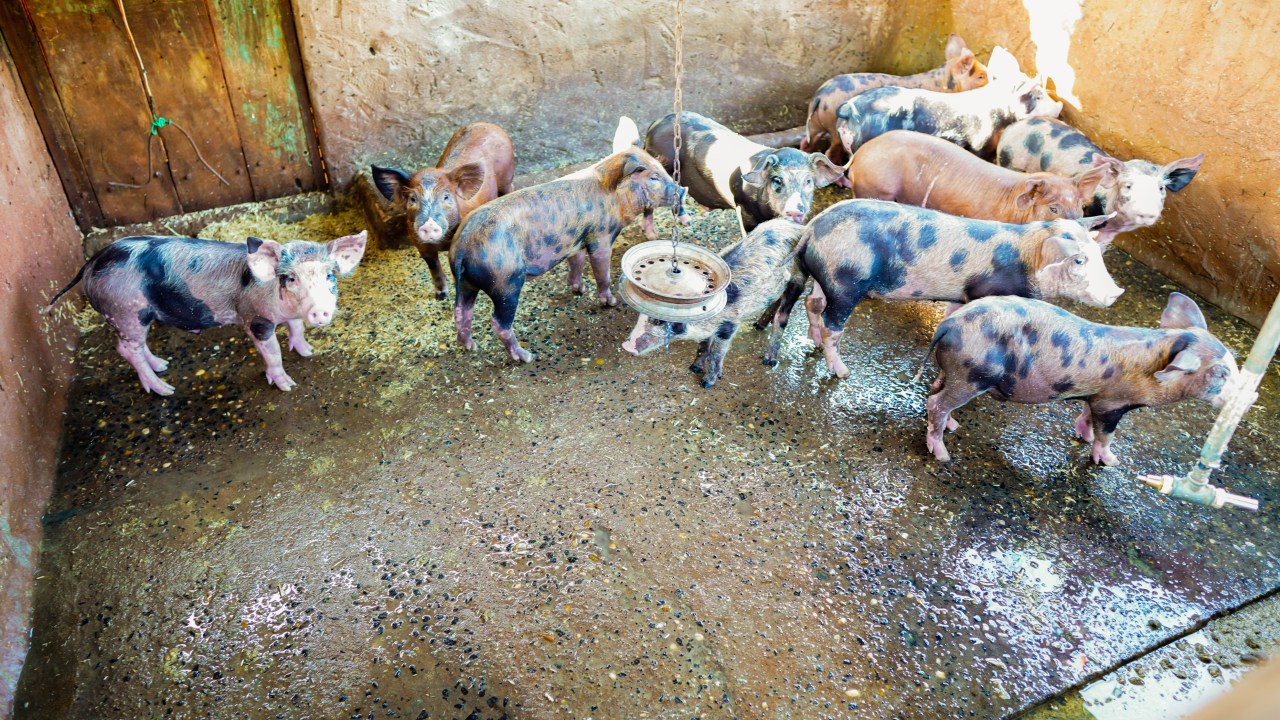 Porco - porcos - suíno - suinocultura