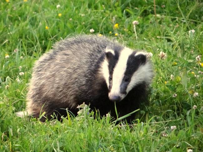 A badger in Dorset UK, foraging on a summers evening.