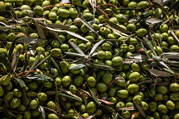Azeitonas colhidas na província de Córdoba, Espanha. 10/11/2022