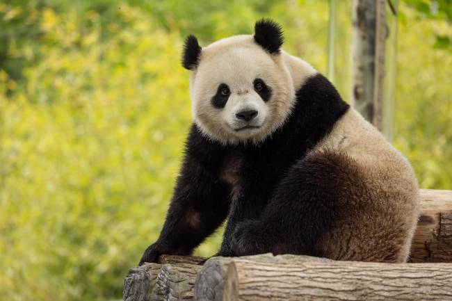 O macho Bao Li nasceu em 4 de agosto de 2021, no Centro de Conservação e Pesquisa da China para o Panda Gigante, na China -