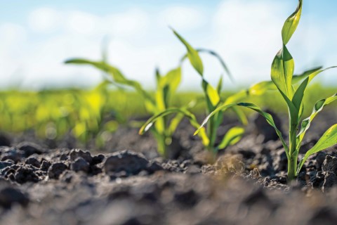 Música raiz: estudo sugere que o som ajuda plantas a crescerem