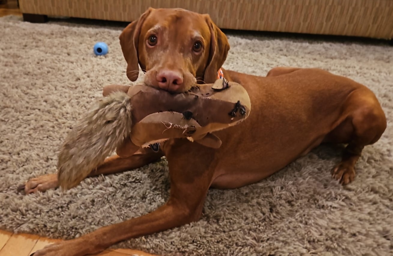 Conexões caninas: por que ter um cachorro faz bem à saúde