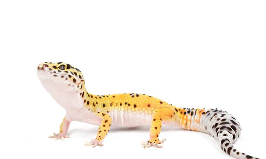 Cientistas descobrem “sexto sentido” em lagartixas