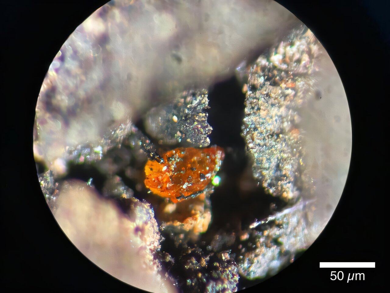 Pesquisadores encontram âmbar na Antártica: o que isso significa?