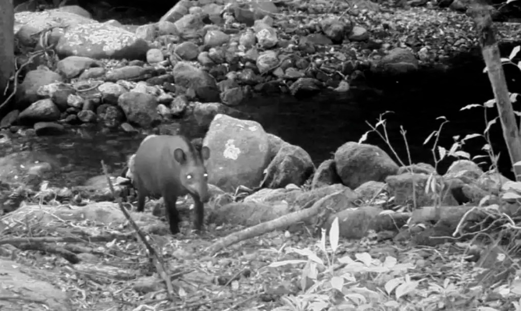 Consideradas extintas, antas são vistas no Rio após mais de 100 anos