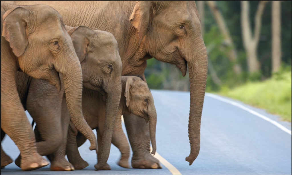 Os dilemas e controvérsias da superpopulação de elefantes na Tailândia