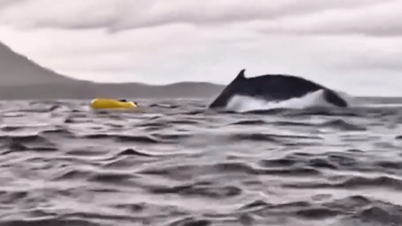 Momento em que chileno de 24 anos consegue escapar de baleia de caiaque no sul da Patagônia. 13/02/2025 -