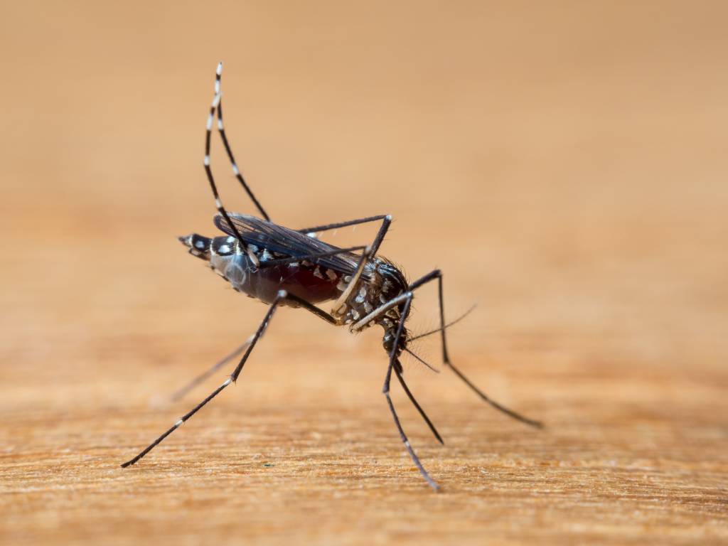 Brasil inaugura a maior biofábrica de mosquitos do mundo