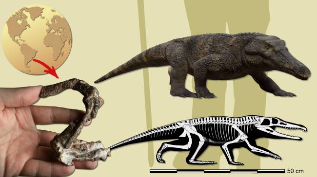 Infos -Retymaijychampsa beckerorum (ilustração por Caio Fantini) Infográfico mostra localização da descoberta do fóssil, além do resto encontrado e a representação do espécime -