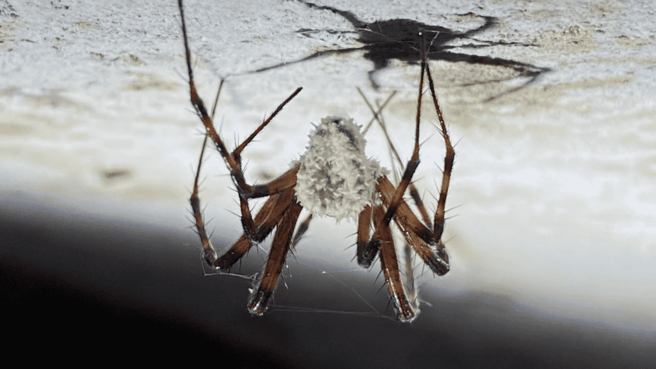 Fungal Systematics and Evolution