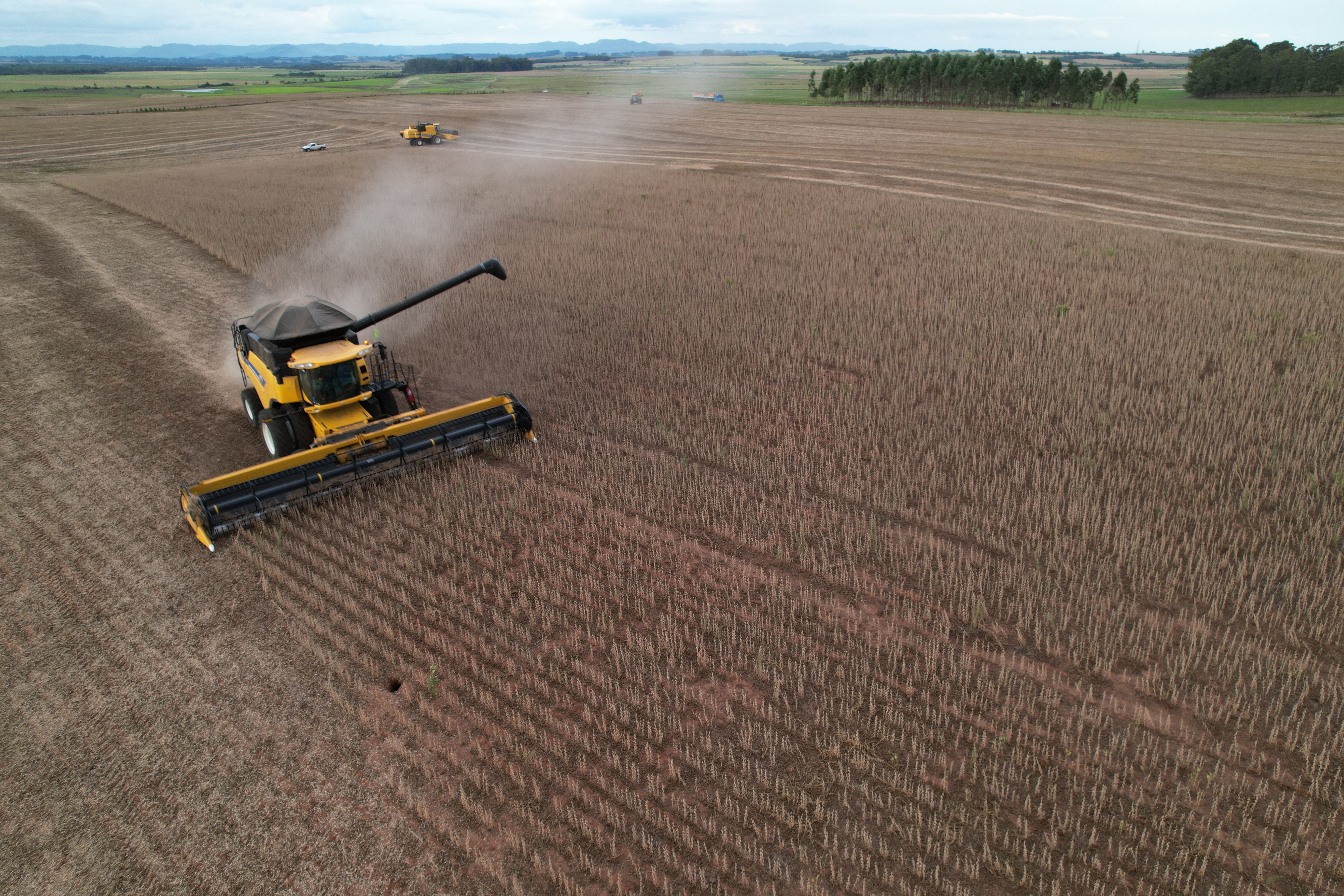 Plantação de soja em Santa Maria (RS)
