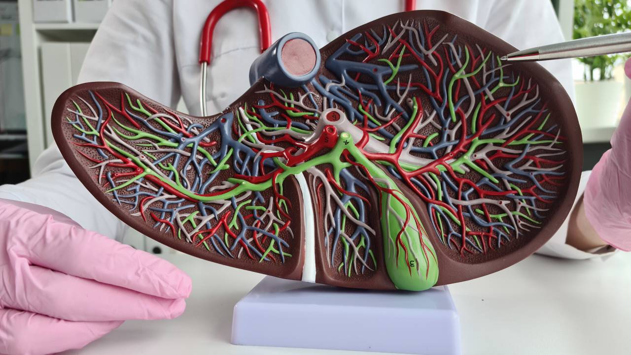 ÁRDUA MISSÃO - Transplante de fígado geneticamente modificado: procedimento complexo e bem-sucedido