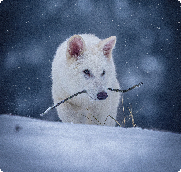 Lobo-terrível: modificação genética é suficiente para ‘desextinguir’ espécie?