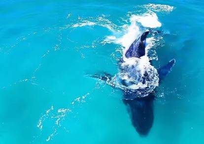 Vídeo: Baleia jubarte é vista em praia da cidade fluminense de Arraial do Cabo