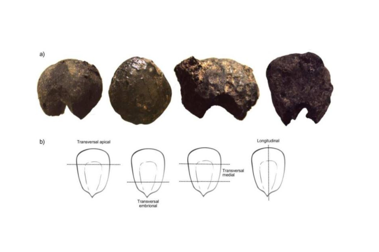 Novas descobertas revelam como viviam os Guarani antes da chegada dos colonizadores