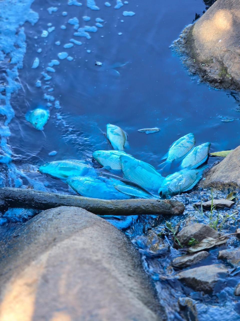 Desastre ambiental: em Jundiaí, lago é tingido de azul
