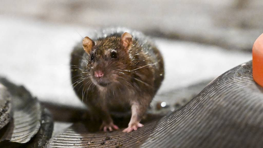 Ratoeira climática: por que os roedores tiram proveito do aquecimento global