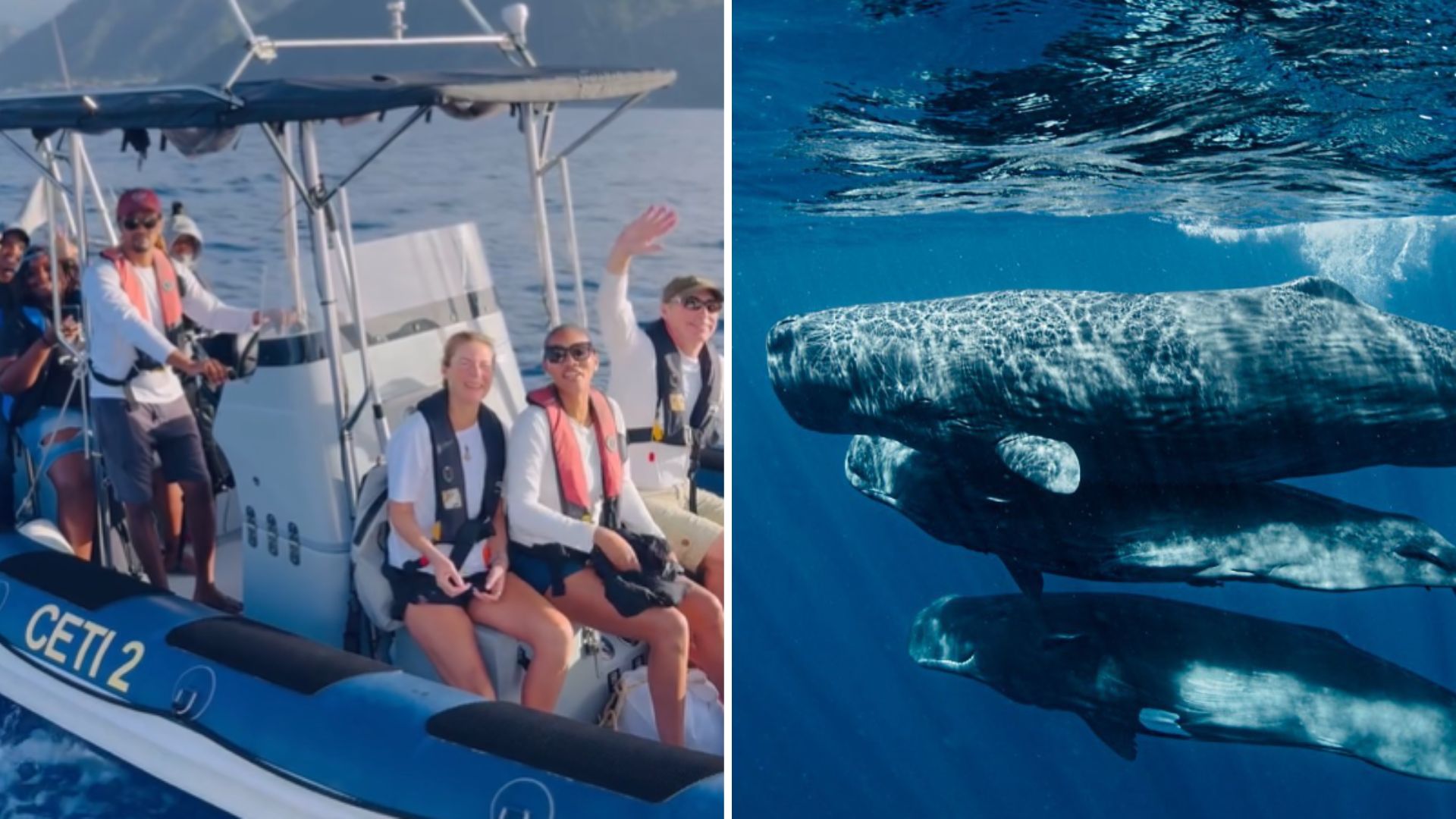 Língua dos animais: cientistas esperam falar “baleês” já em 2026