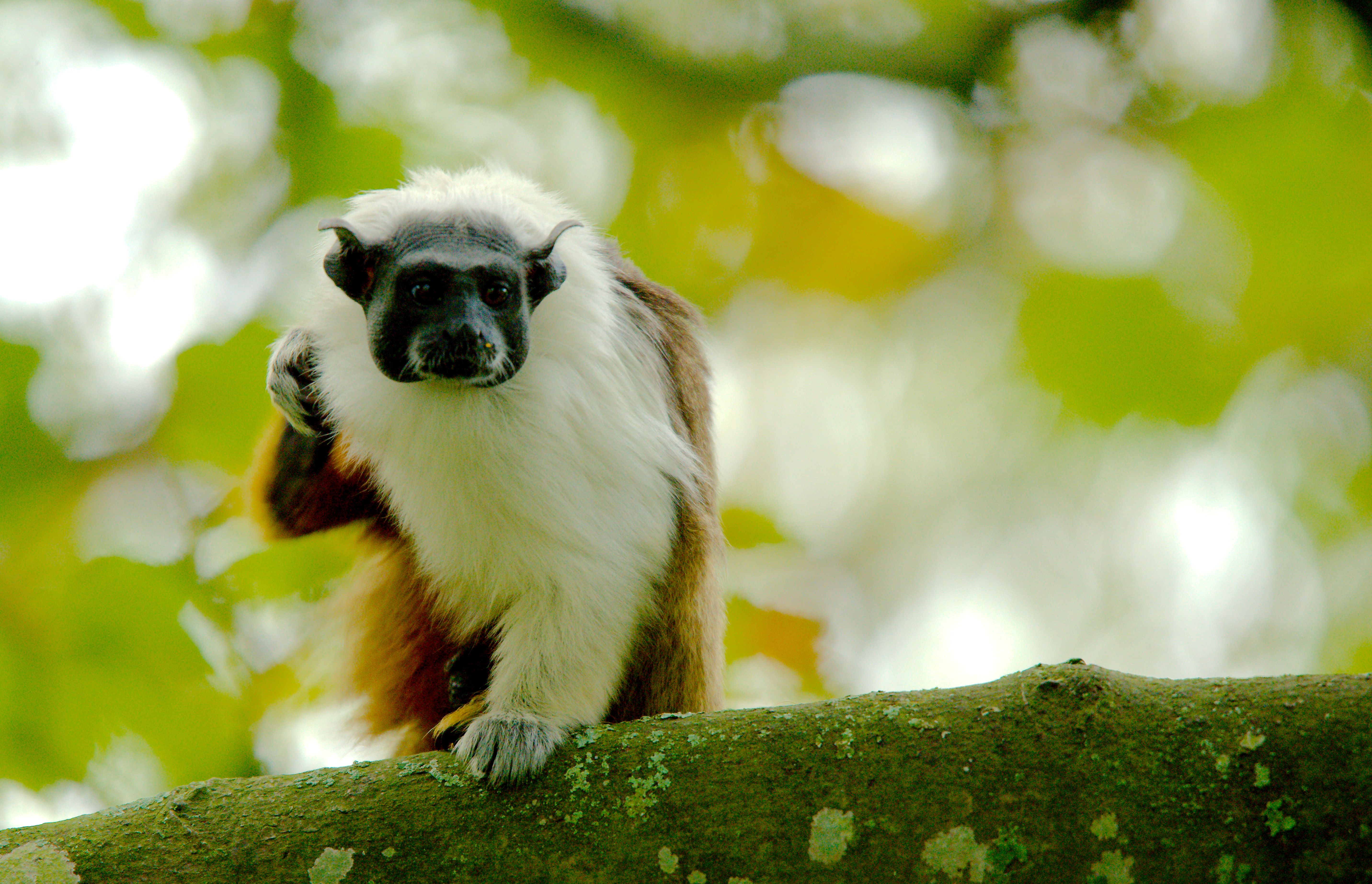 Amazônia perde habitat de aves e primatas até no melhor cenário climático, diz estudo