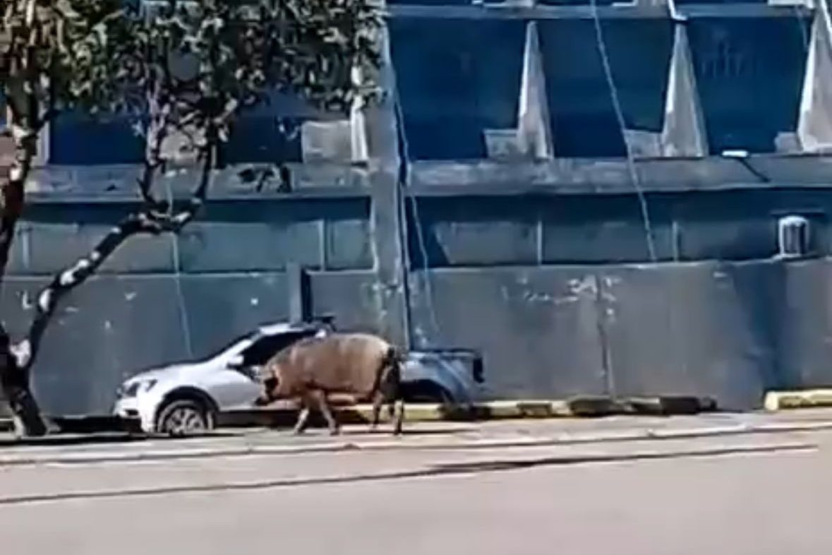 Vídeo: porco aparece na porta da Catedral Metropolitana do Rio de Janeiro