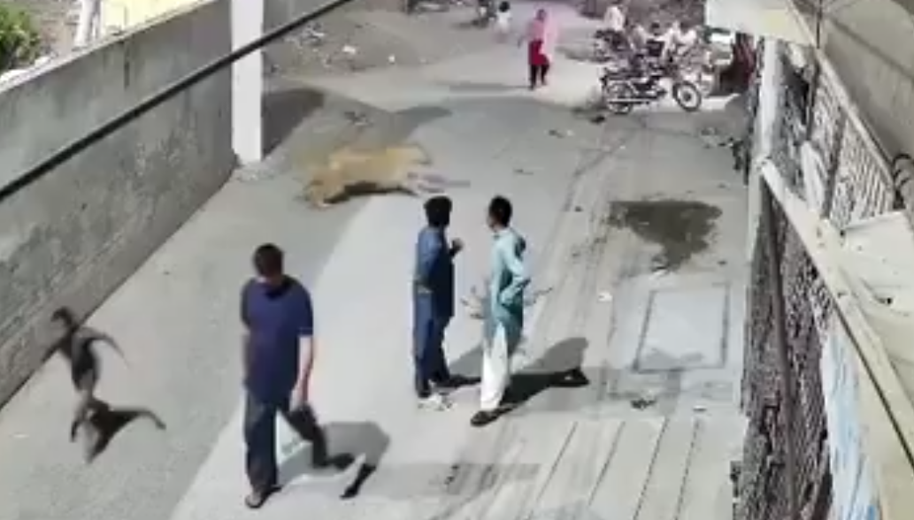 Imagens de câmeras de segurança divulgadas pela polícia mostraram o leão pulando um muro e atacando uma mulher por trás, derrubando-a no chão, no bairro de Johan Town, em Lahore, no Paquistão. -