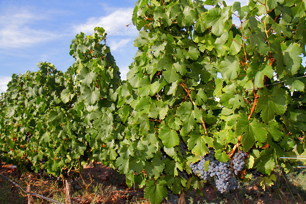 A curiosa história do vinhedo plantado dentro do aeroporto de Mendoza, na Argentina