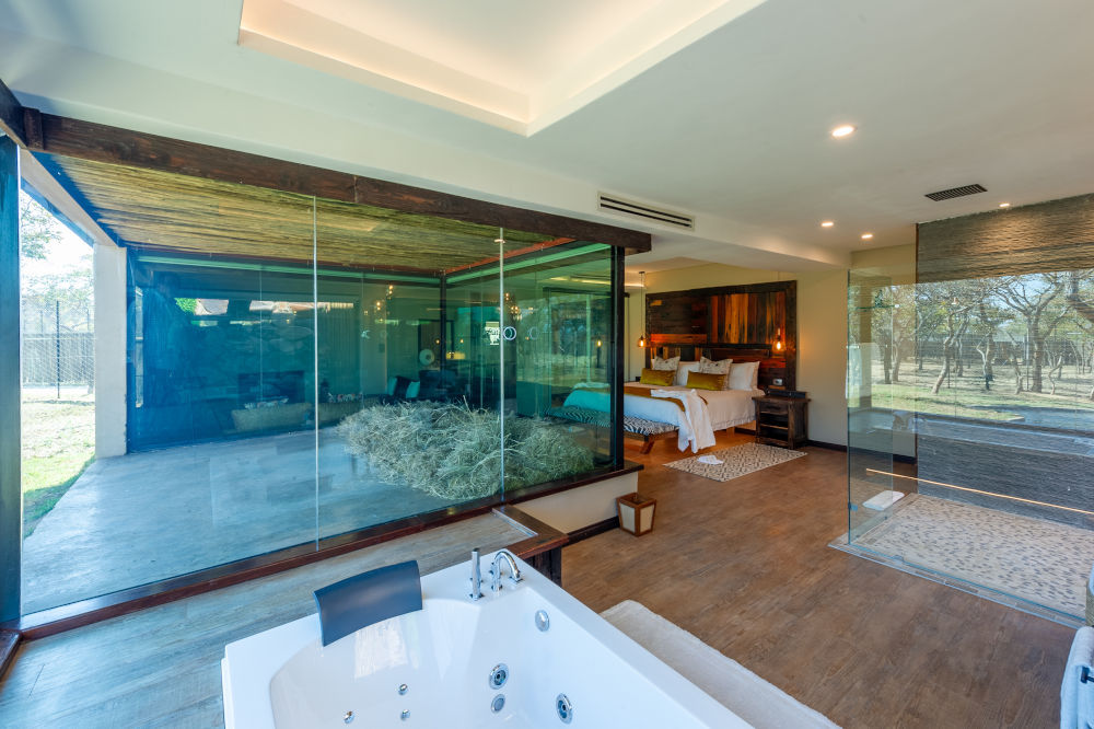 Leão ‘visita’ hóspede em hotel de luxo na África do Sul: entenda