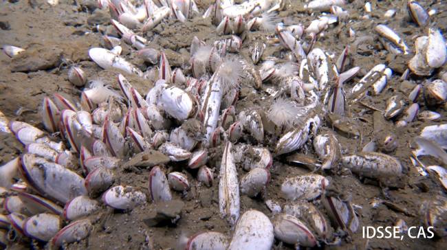 bivalves Dense aggregation of vesicomyid bivalves in the sediment at 5743 meters at Clam Bed.