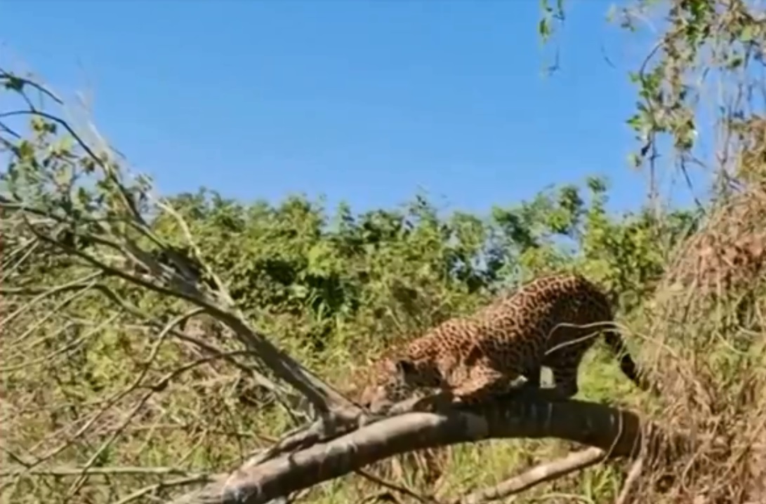 Onça pintada caça jacaré no Pantanal do Mato Grosso