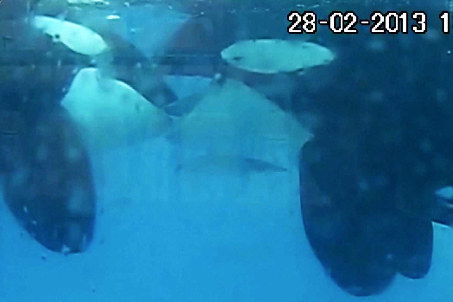 Orcas são flagradas ‘se beijando’ com língua na natureza; veja