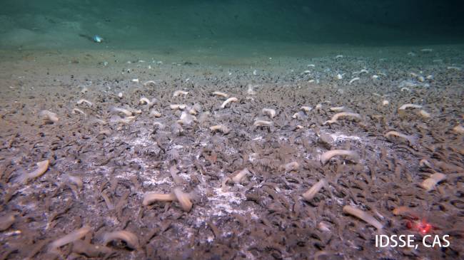 tube worms Tube-dwelling polychaetes are dominant at 6870 m at the Aleutian Deepest, with spots of white microbial mats