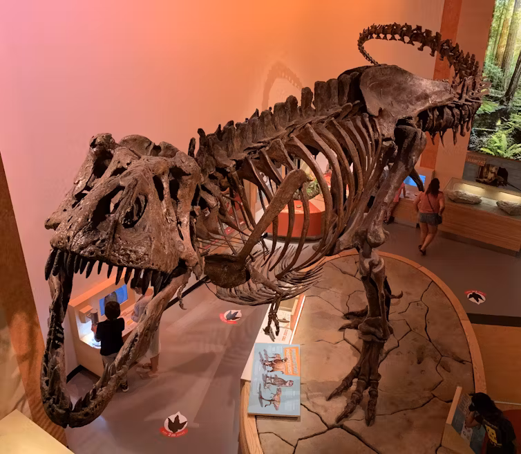 Venda de fósseis ameaça ciência e conhecimento público, dizem especialistas