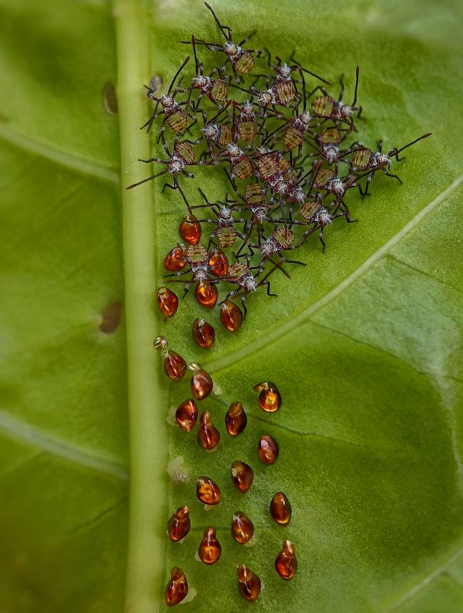 Collective and Social Behaviour winner_ ‘Nymphs and Nature_ A Close-Up Journey’, Sritam Kumar Sethy Vencedor da categoria Comportamento Coletivo e Social —