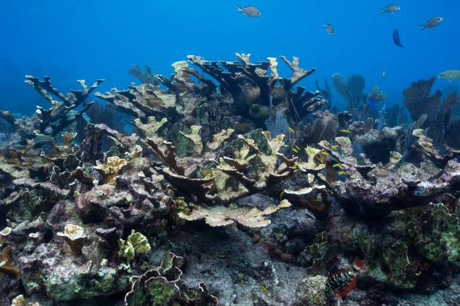 Coral embranquecido pelo aquecimento do globo em Key West, nos Estados Unidos Coral embranquecido pelo aquecimento do globo em Key West, nos Estados Unidos