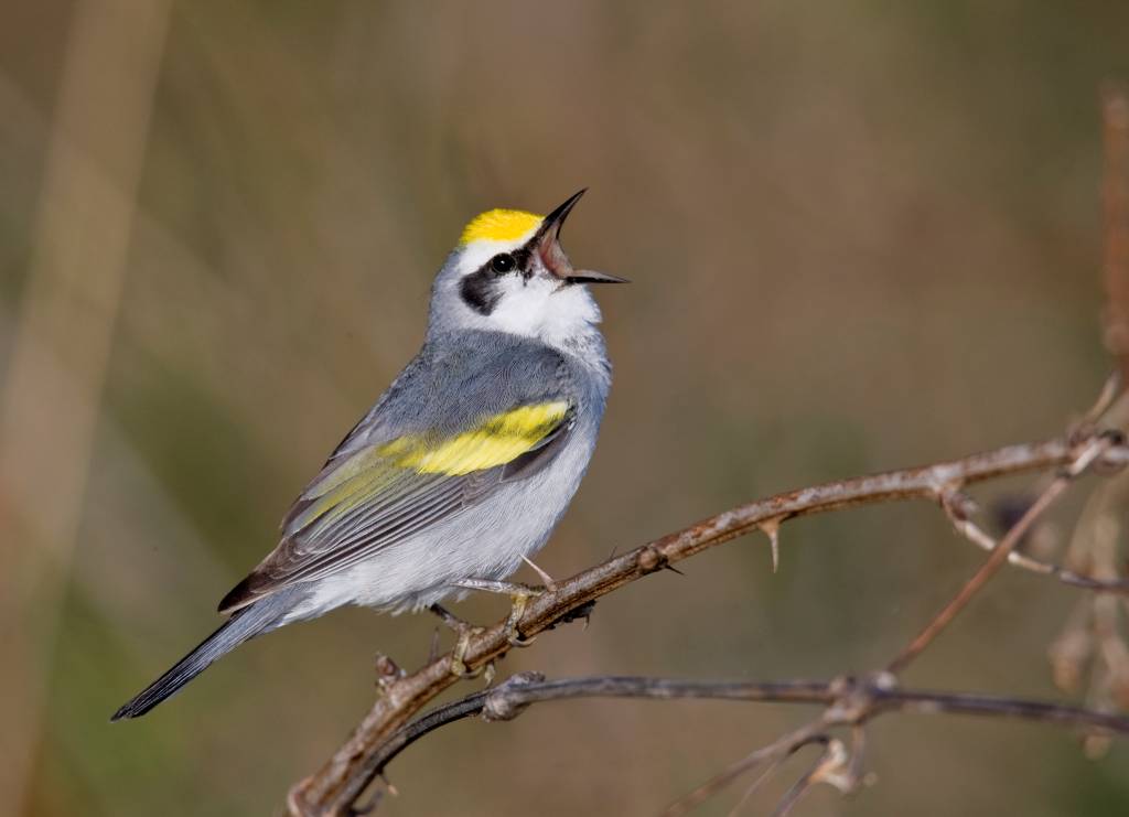 Poluição luminosa faz pássaros cantarem média de 50 minutos a mais por dia, diz estudo
