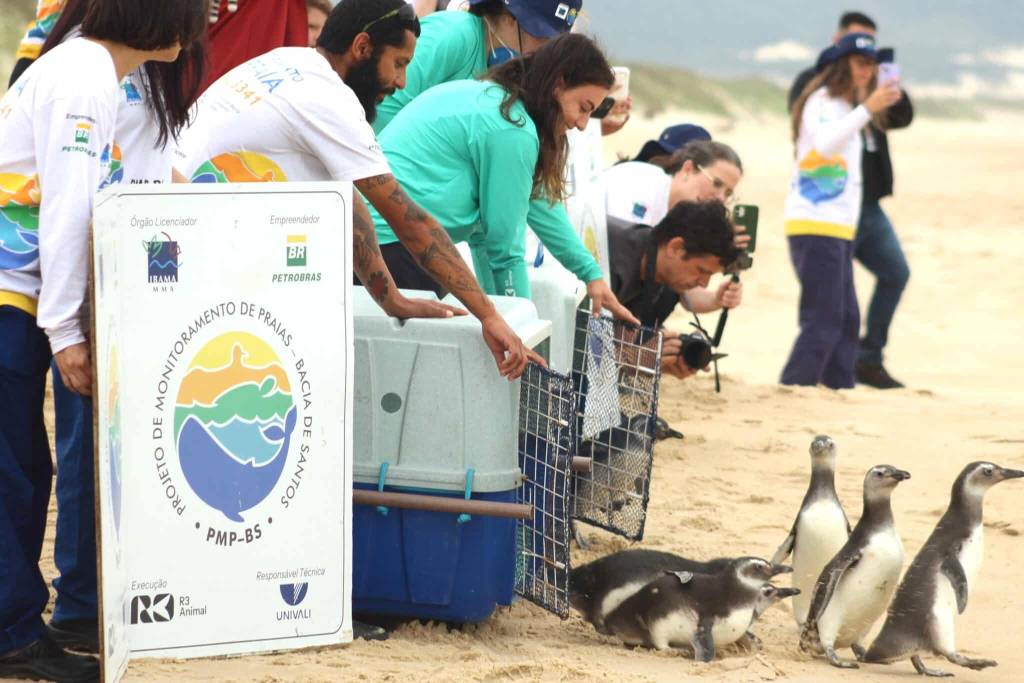 14 pinguins reabilitados voltam enfim para casa