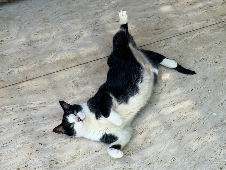 Gatinho João, de Marina Ruy Barbosa. 