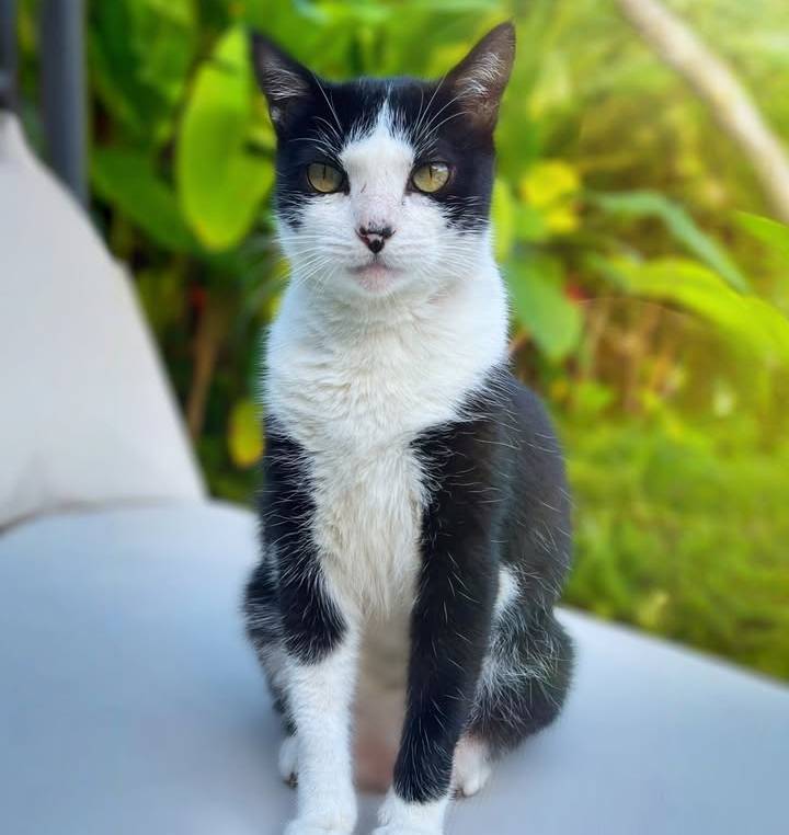 O gatinho João, de Marina Ruy Barbosa. 