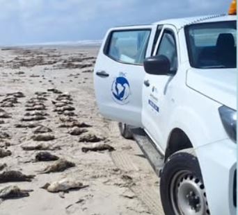 350 pinguins são encontrados mortos em praias paulistas
