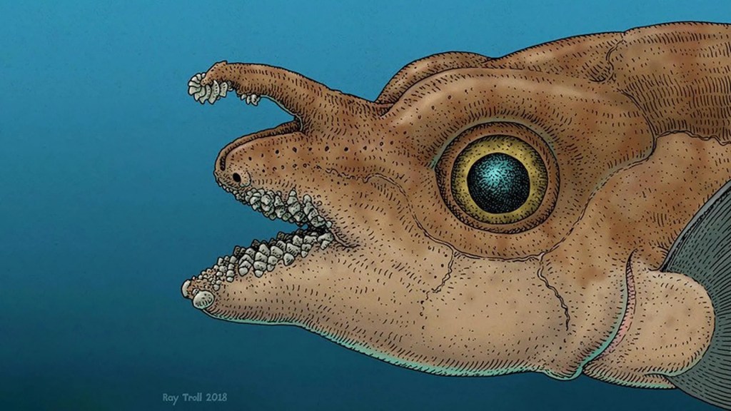 Peixe exótico usa dentes na cabeça para prender fêmea durante acasalamento