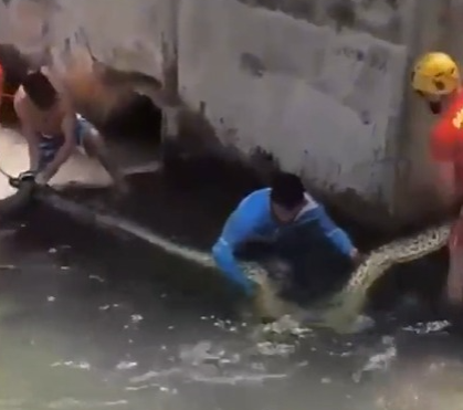 Sucuri de 5 metros aparece em resort de Goiás e mobiliza bombeiros