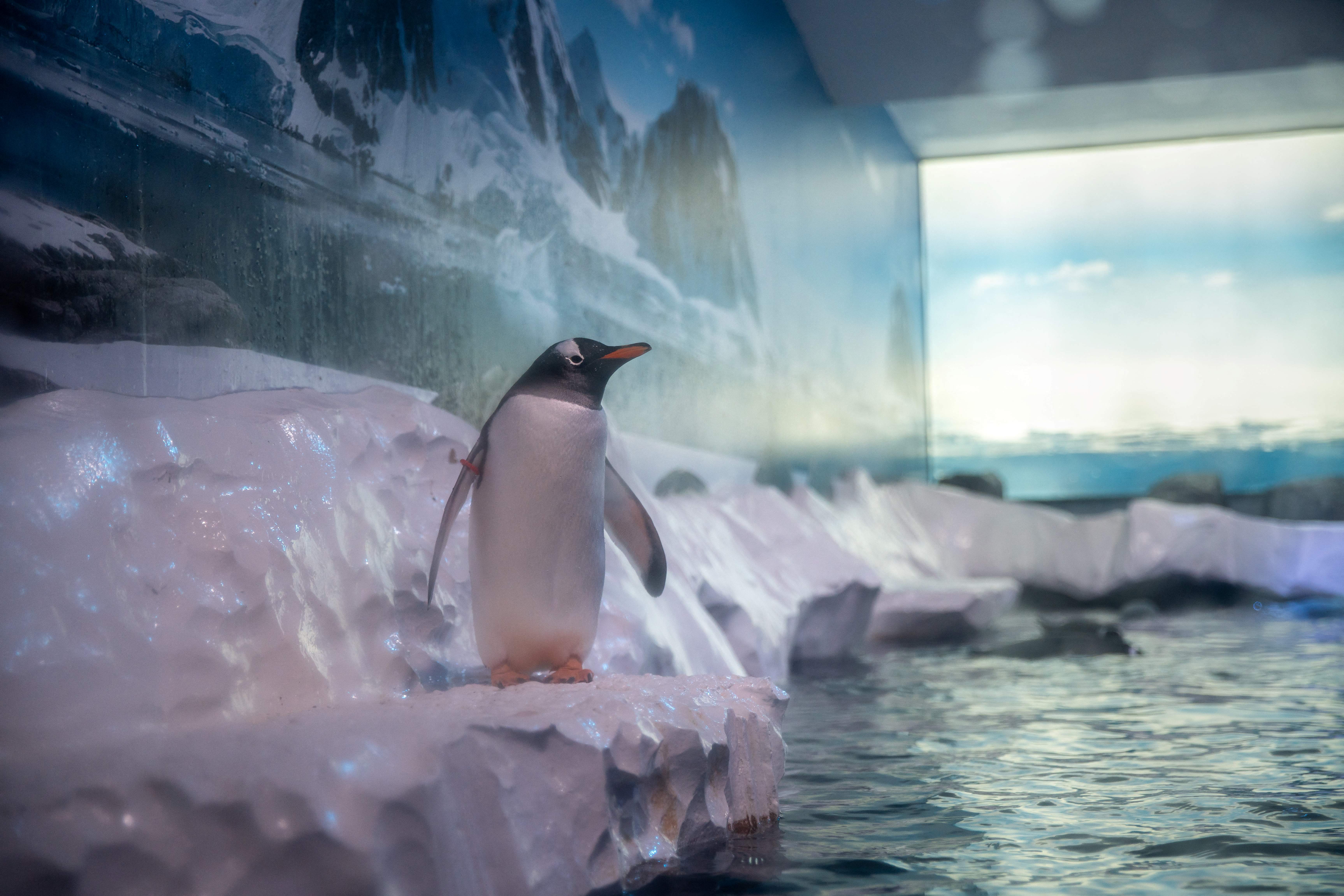 Deputados exigem libertação de pinguins ‘presos em porão’ de aquário em Londres
