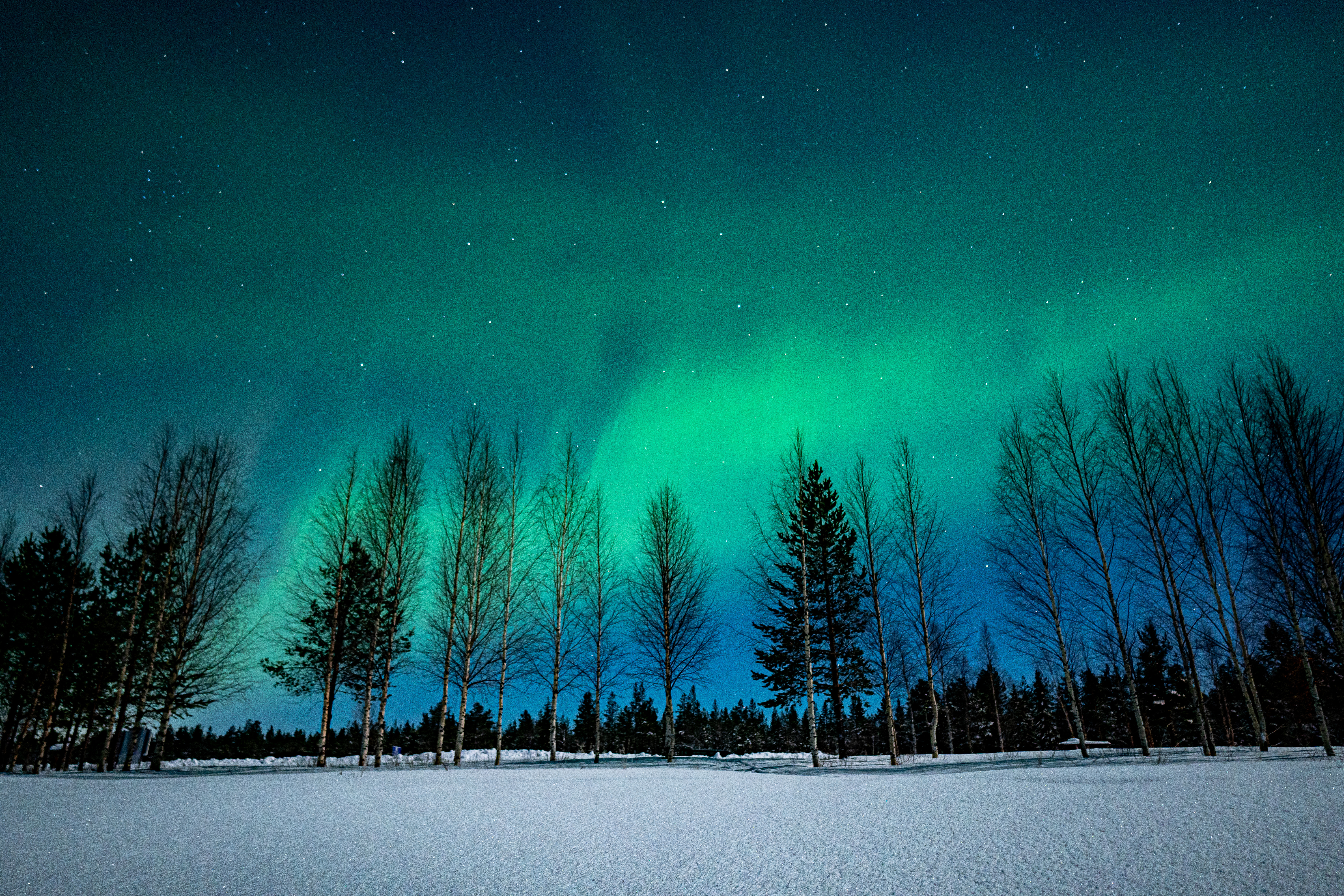Green northern lights behind trees at the night sky.